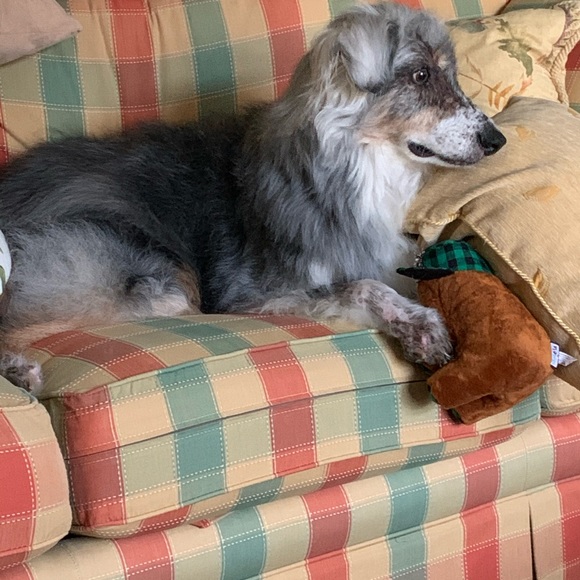 Meet your Posher, Puppyelove - Picture 2 of 5